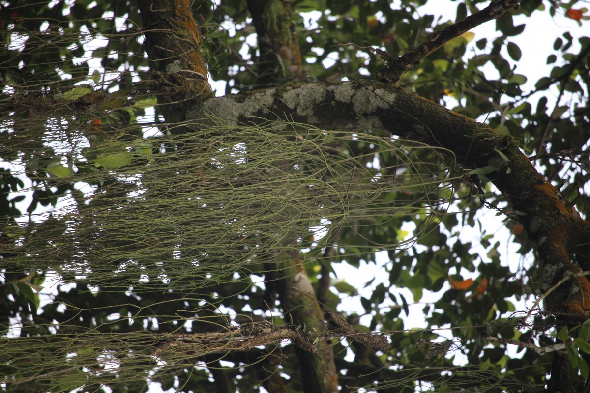 Rhipsalis baccifera (J.S.Muell.) Stearn